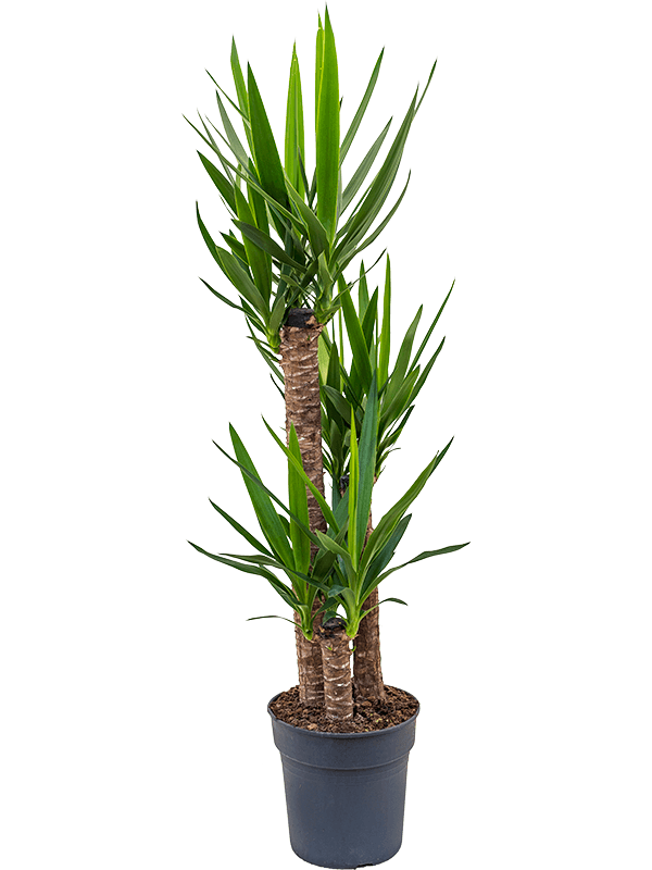 Insta-friendly Spineless Yucca elephantipes Tall Indoor House Plants Trees