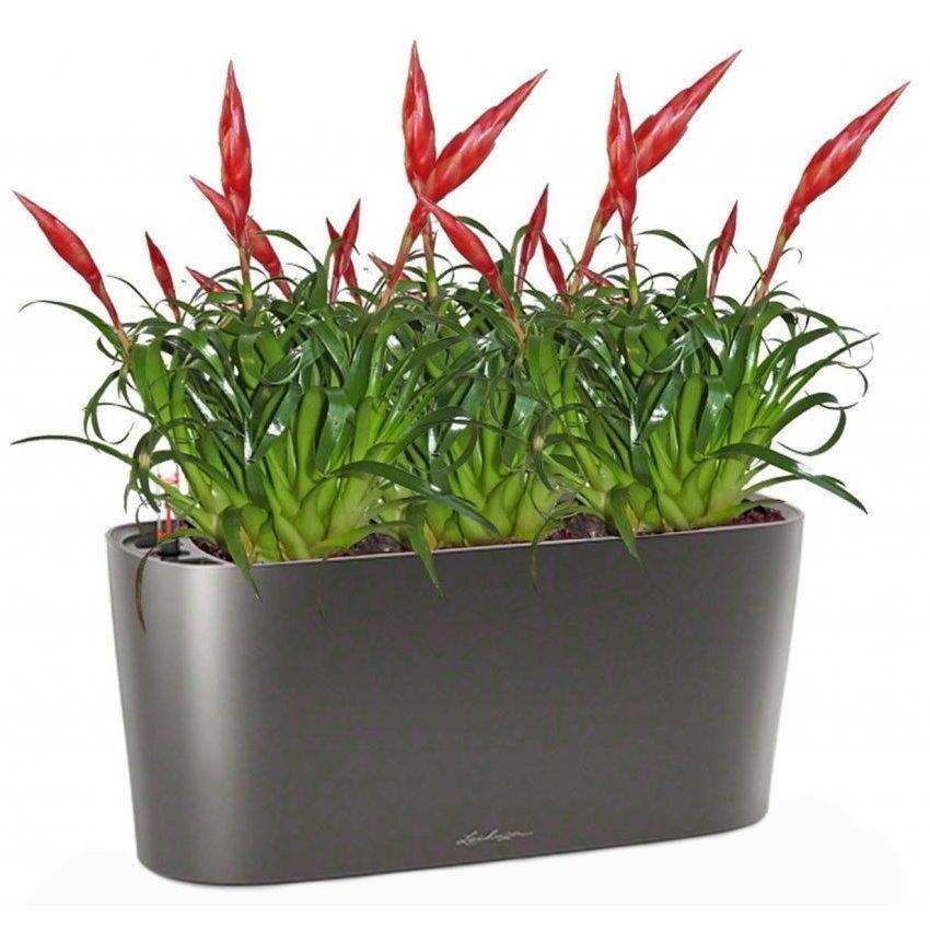 Blooming Vriesea Bird in LECHUZA DELTA Self-watering Planter, Total Height 50 cm