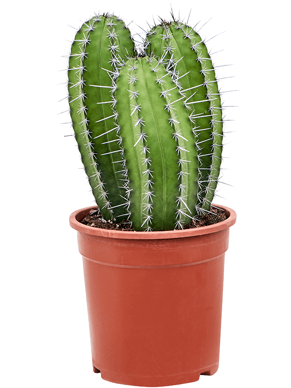 Easy-Care Polaskia chichipe (110-150) Indoor House Plants