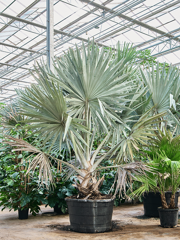 Lush Bismark Palm Bismarckia nobilis (300-400) Tall Indoor House Plants Trees