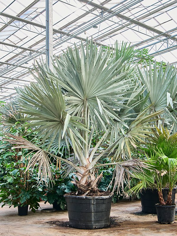Lush Bismark Palm Bismarckia nobilis (300-400) Tall Indoor House Plants Trees