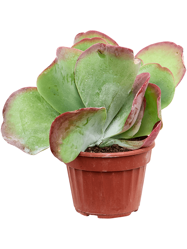 Colorful Paddle Plant Kalanchoë thyrsiflora Indoor House Plants