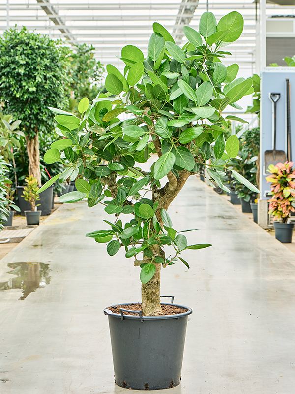 Lush Banyan Fig Ficus benghalensis (400-450) Tall Indoor House Plants Trees