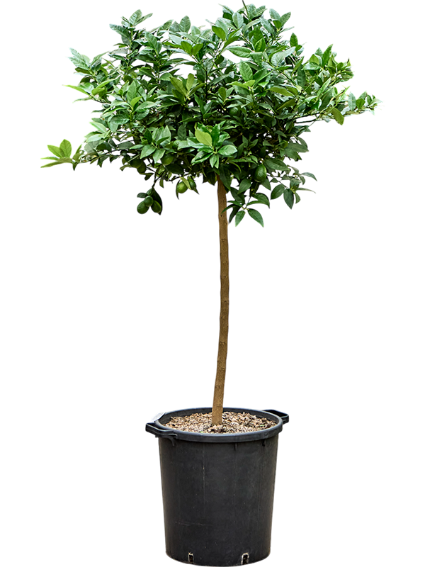 Citrus aurantifolia 'Limequat'