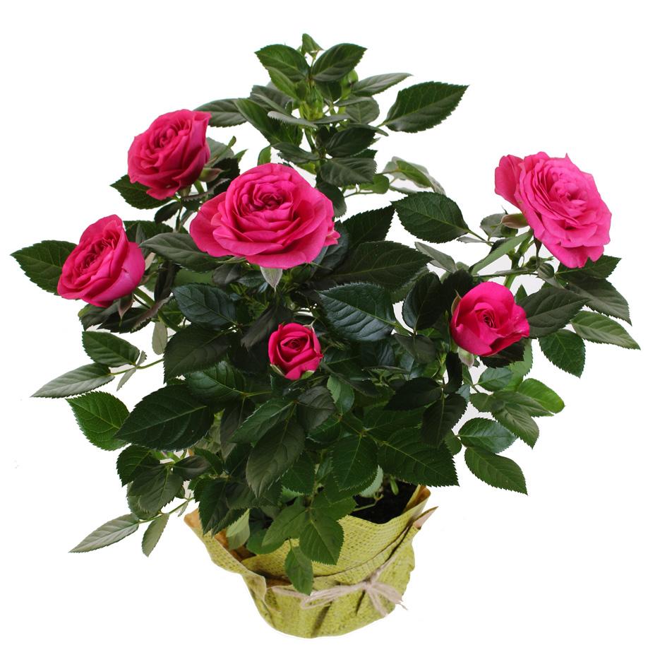How to plant roses in pots at home: care for flowers