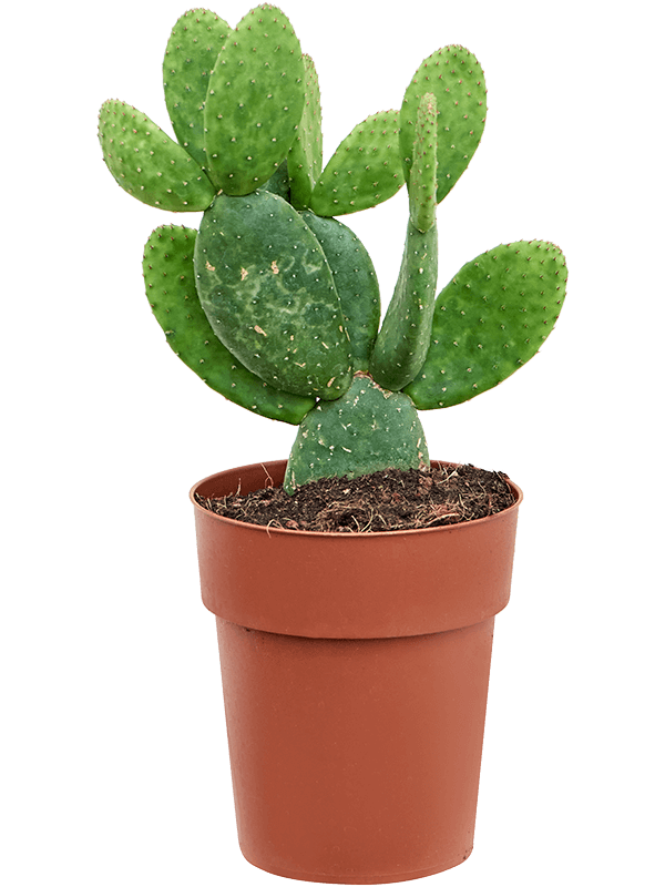 Easy-Care Bunny Ears Opuntia inamoena Indoor House Plants
