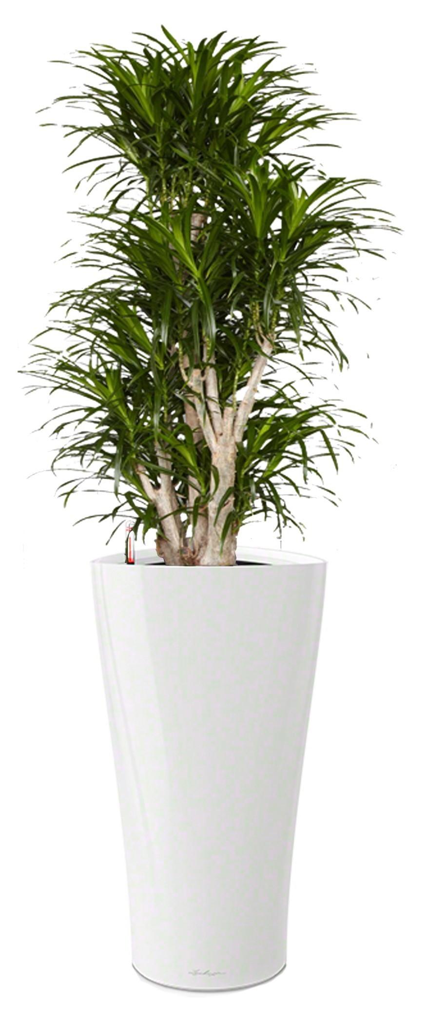 Dracaena Reflexa Anita in LECHUZA DELTA Self-watering Planter, Total Height 180 cm