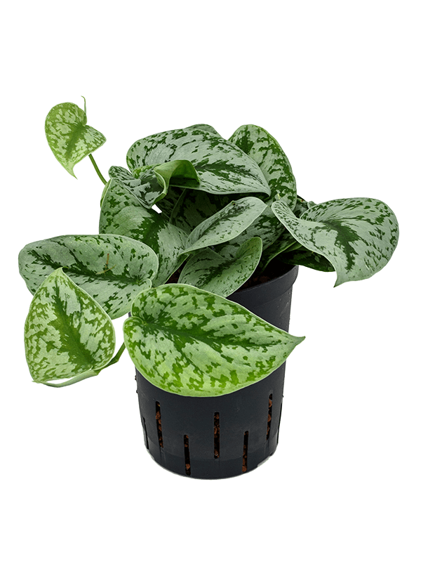 Shade-loving Satin Pothos Scindapsus pictus 'Trebie' Indoor House Plants