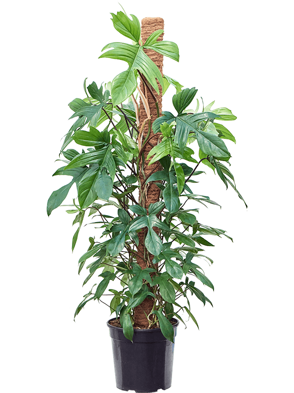 Lush Heart-Leaf Philodendron 'Florida Beauty' Indoor House Plants