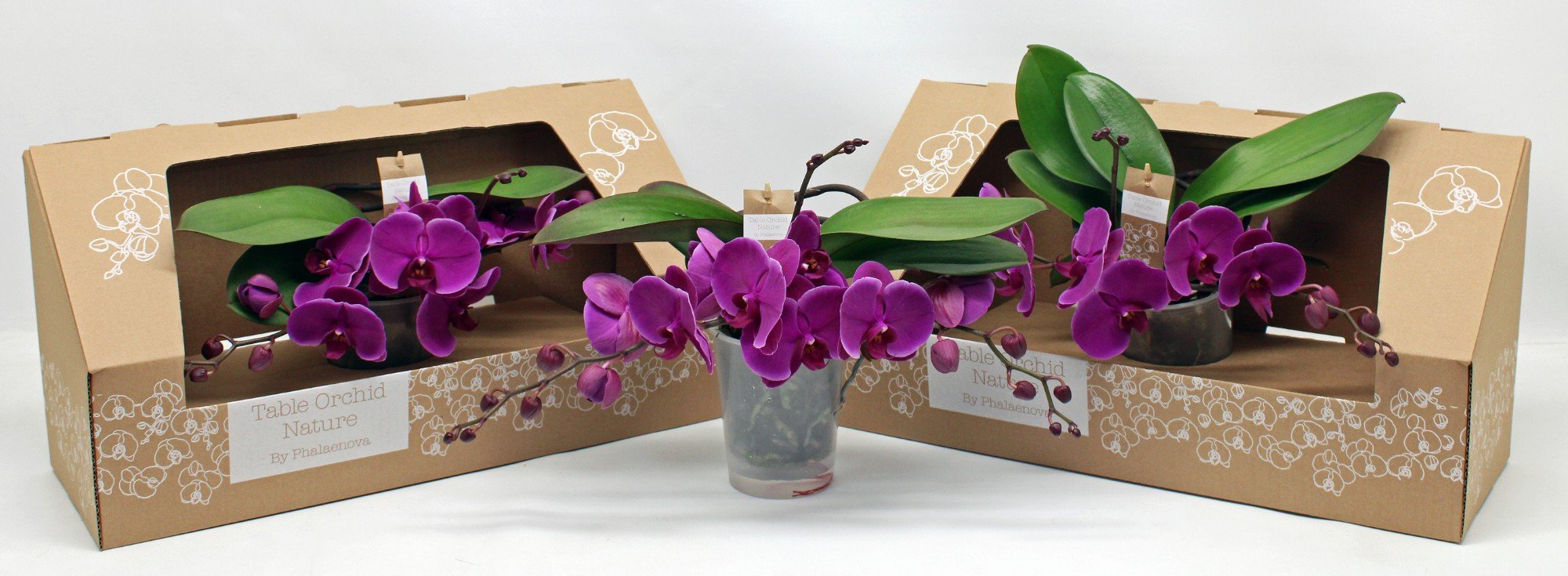 Phalaenopsis Table Orchid