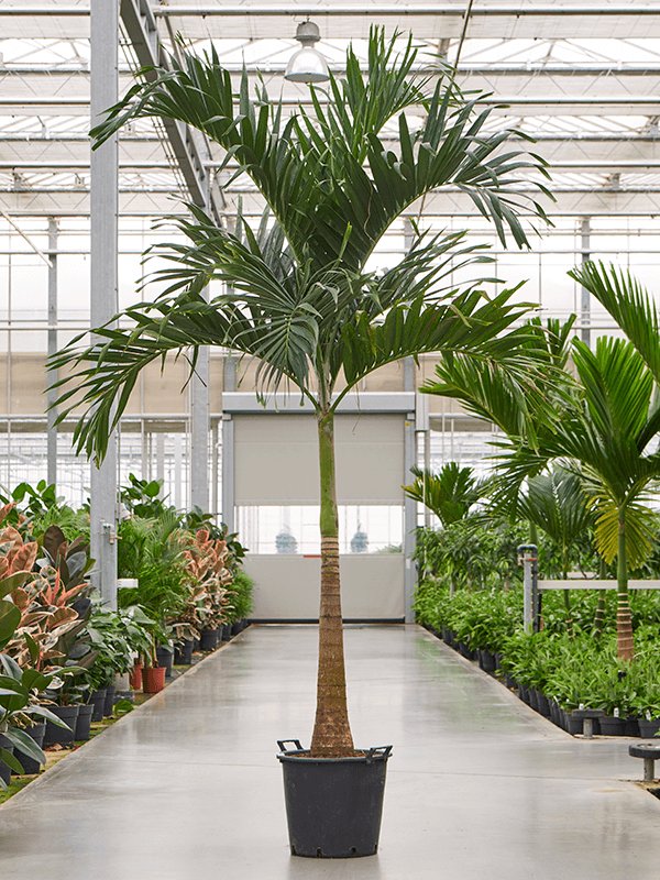 Lush Manila Palm Veitchia (Adonidia) merrillii (575-650) Indoor House Plants