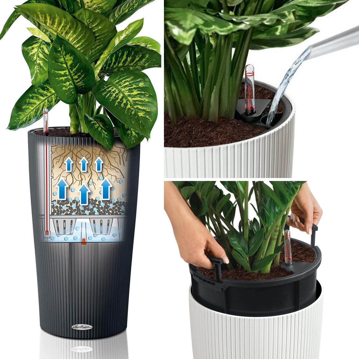 Chrysalidocarpus in LECHUZA CILINDRO Self-watering Planter, Total Height 150 cm