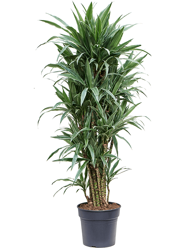 Insta-friendly Dracaena deremensis 'Warneckei' Tall Indoor House Plants Trees