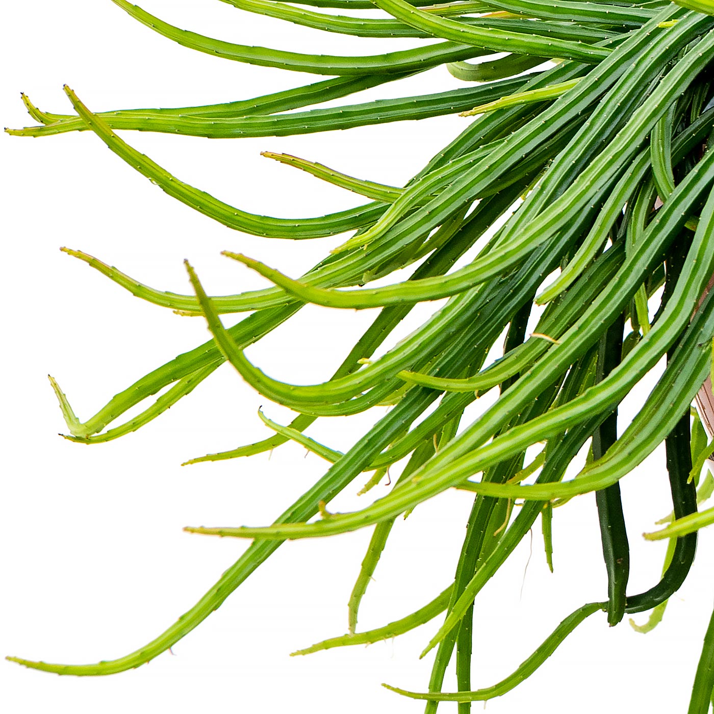 Easy-Care Mistletoe Cactus Rhipsalis wercklei Indoor House Plants