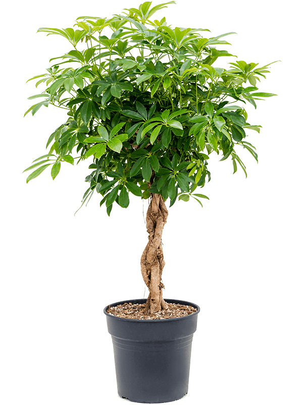 Easy-Care Umbrella Tree Schefflera arboricola 'Compacta' Tall Indoor ...