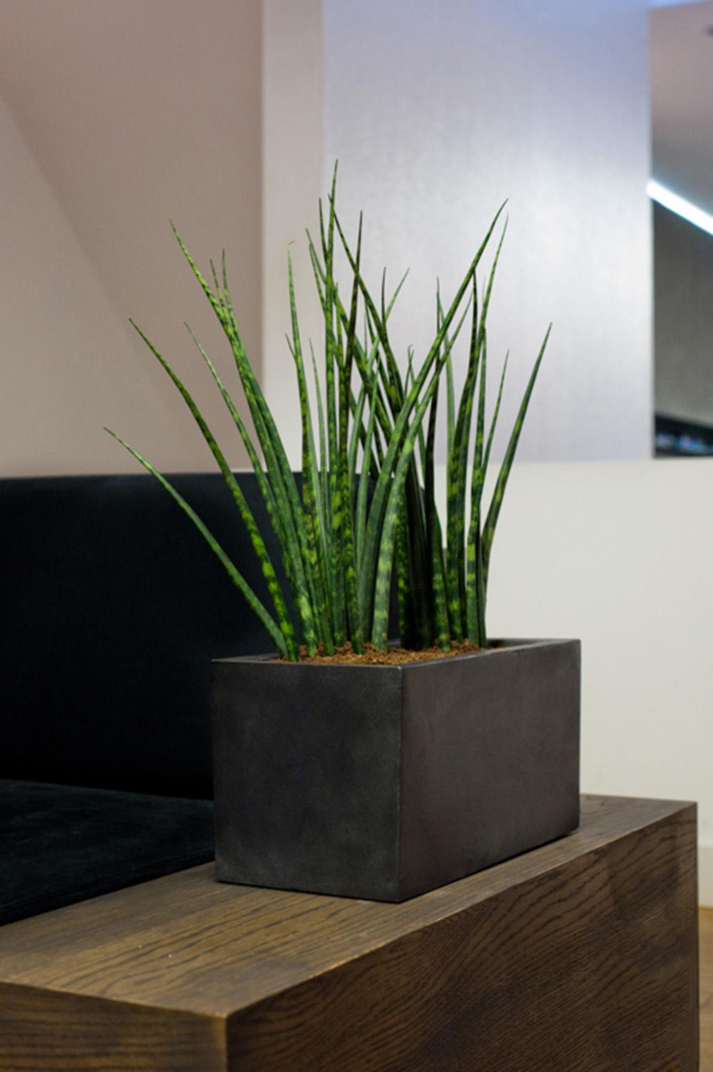 Raised Fiberstone Trough Planter by Idealist Premium JORT