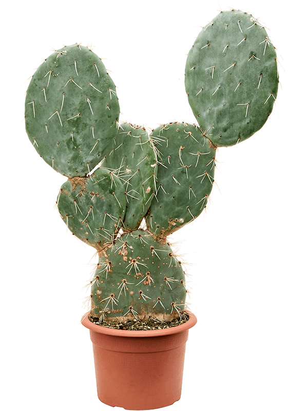 Easy-Care Prickly Pear Cactus Opuntia maxima Indoor House Plants