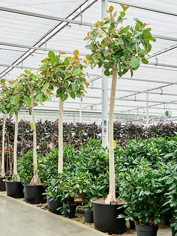Lush Banyan Fig Ficus benghalensis (400-450) Tall Indoor House Plants Trees
