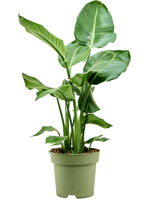 Tropical Bird of Paradise Strelitzia nicolai Indoor House Plants