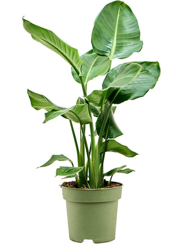 Tropical Bird of Paradise Strelitzia nicolai Indoor House Plants