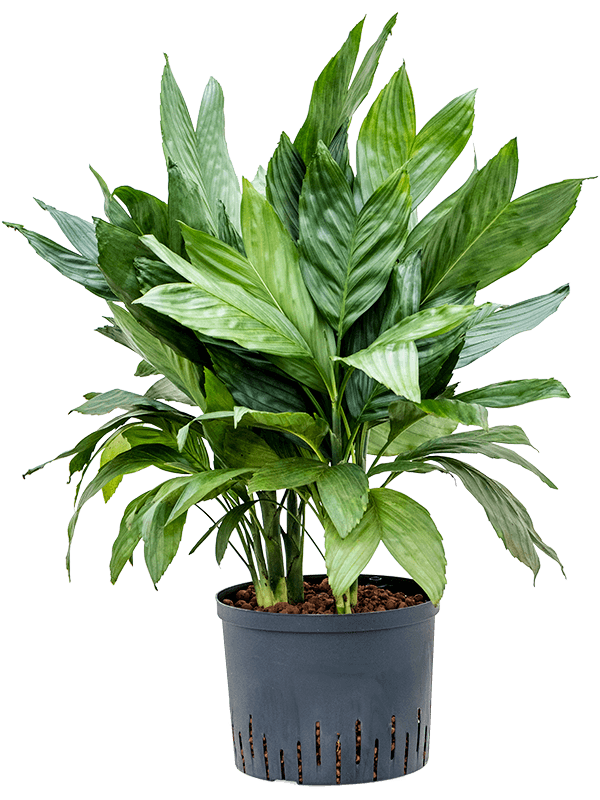 Lush Parlour Palm Chamaedorea metallica Indoor House Plants