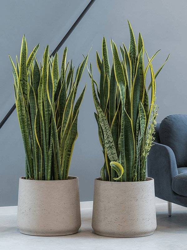Elegant Snake Plant Sansevieria trifasciata 'Laurentii' Indoor House Plants  W45 H(100-120) cm - from 148.50 | Getpotted.com