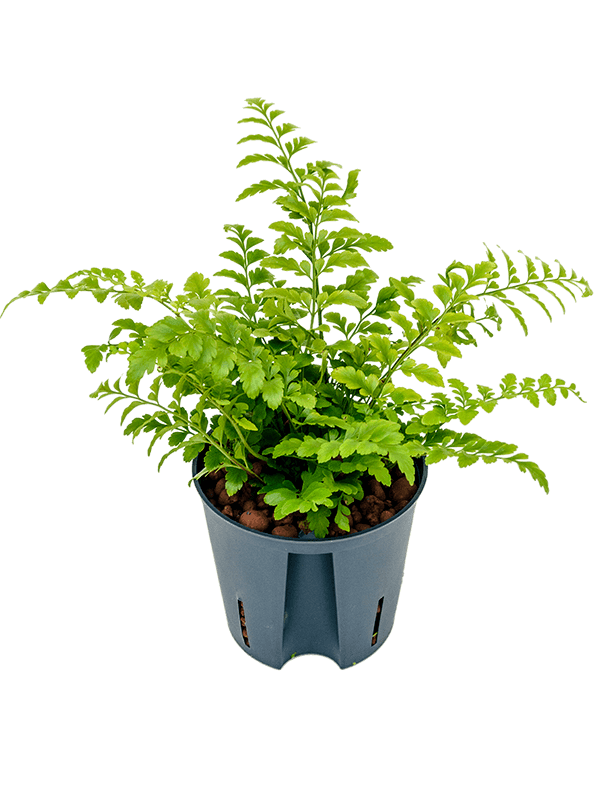 Delicate Birds Nest Fern Asplenium dimorphum 'Parvati' Indoor House Plants