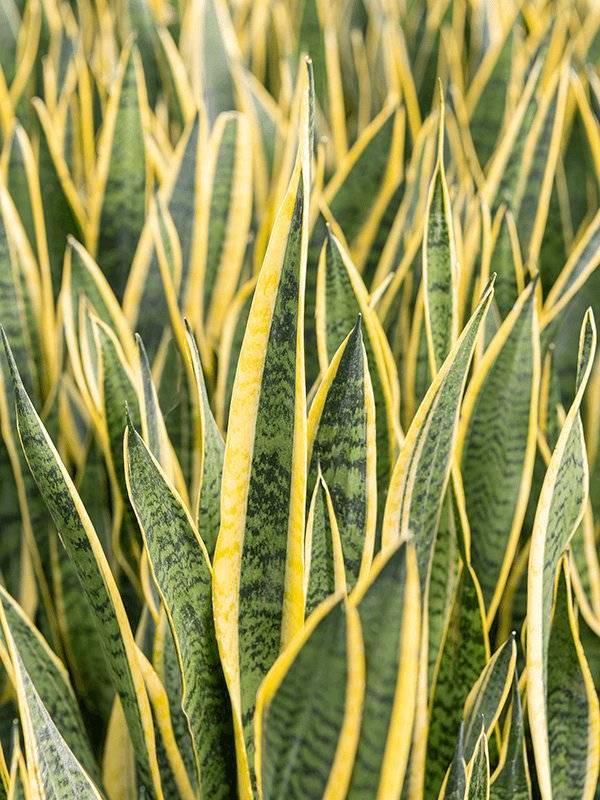 Elegant Snake Plant Sansevieria trifasciata 'Laurentii' Indoor Elegant Snake Plant Sansevieria trifasciata 'Laurentii' Indoor