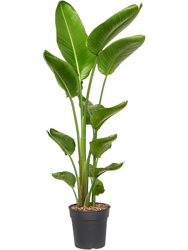 Tropical Bird of Paradise Strelitzia nicolai Indoor House Plants