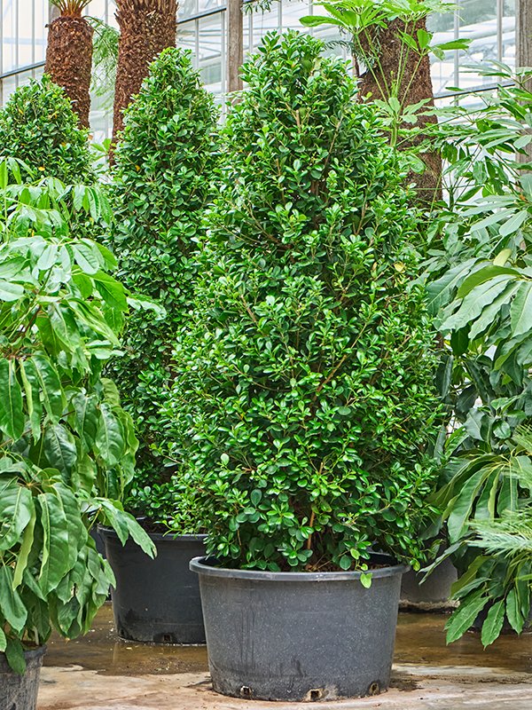 Lush Chinese Banyan Ficus microcarpa 'Moclame' Indoor House Plants