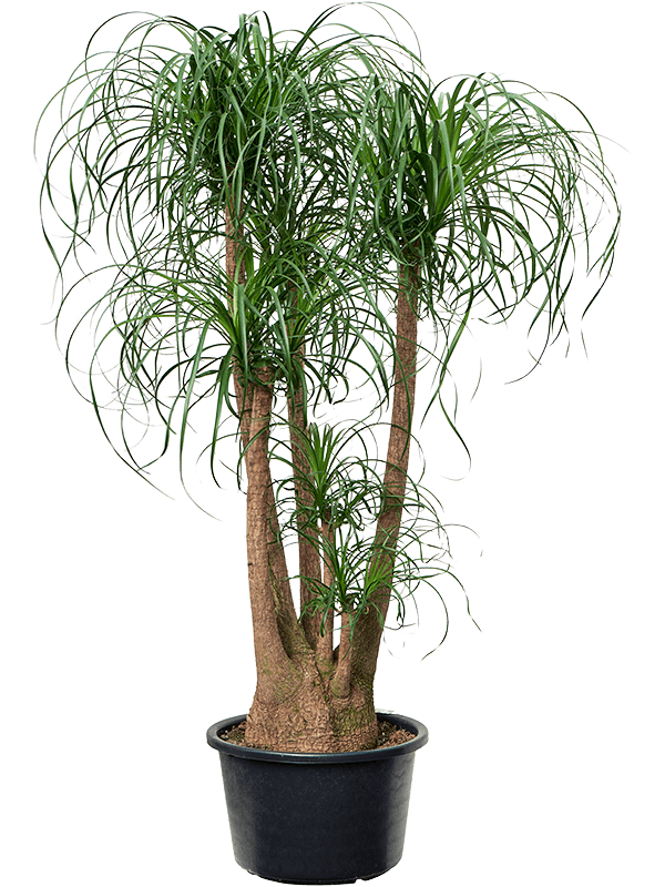 Tropical Ponytail Palm Beaucarnea recurvata Tall Indoor House Plants Trees