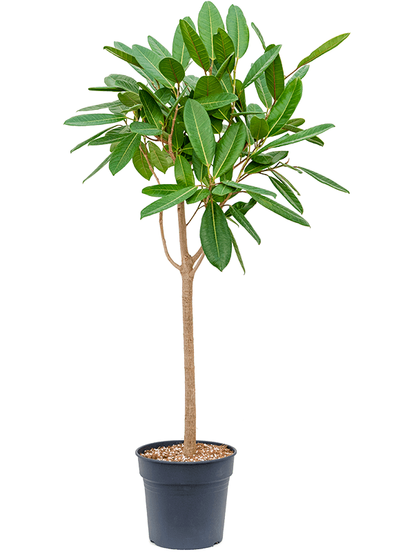 Lush Treasure Tree Ficus america 'Tresor' Tall Indoor House Plants Trees