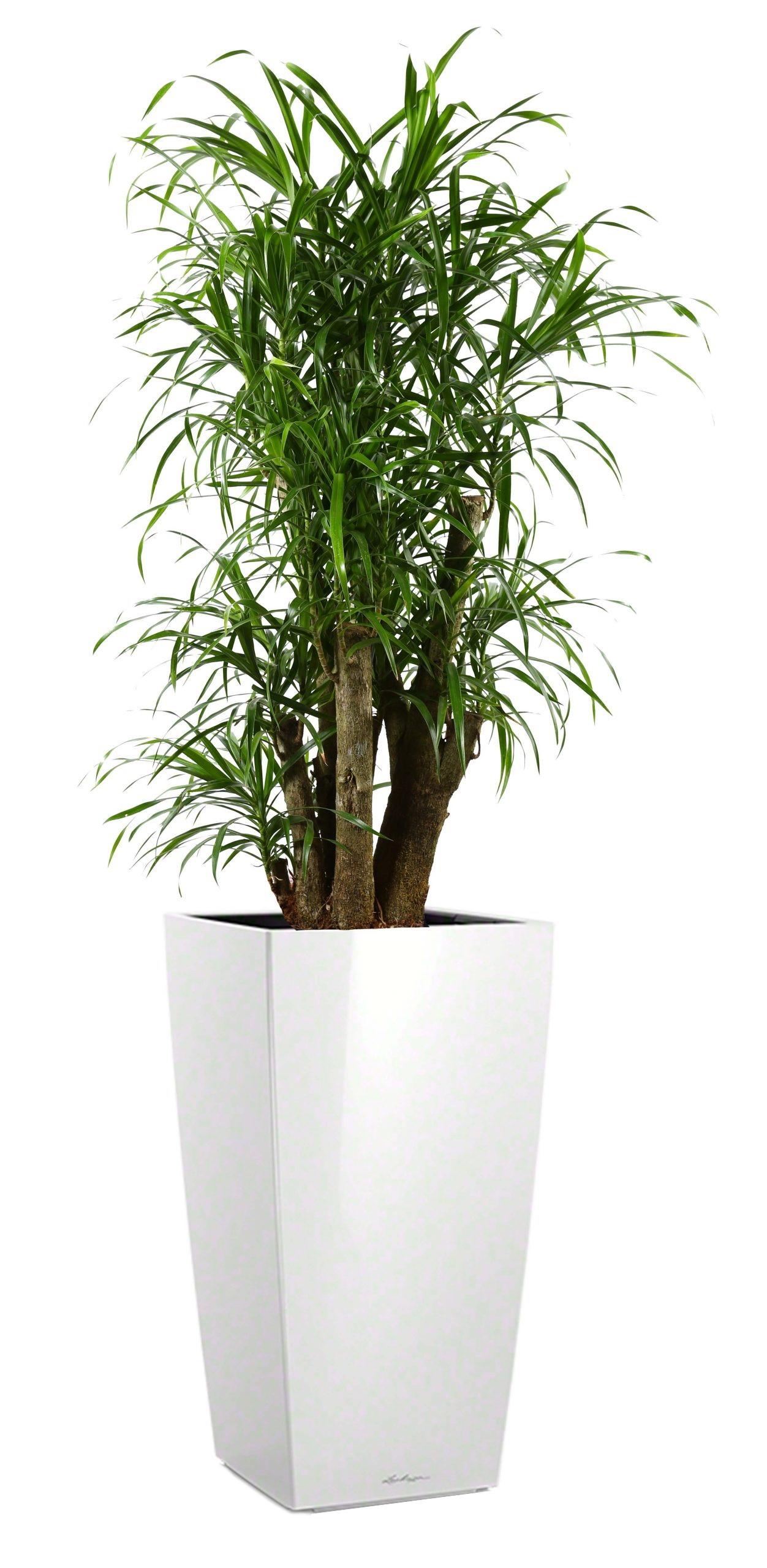 Dracaena Reflexa Anita in LECHUZA CUBICO Self-watering Planter, Total Height 180 cm