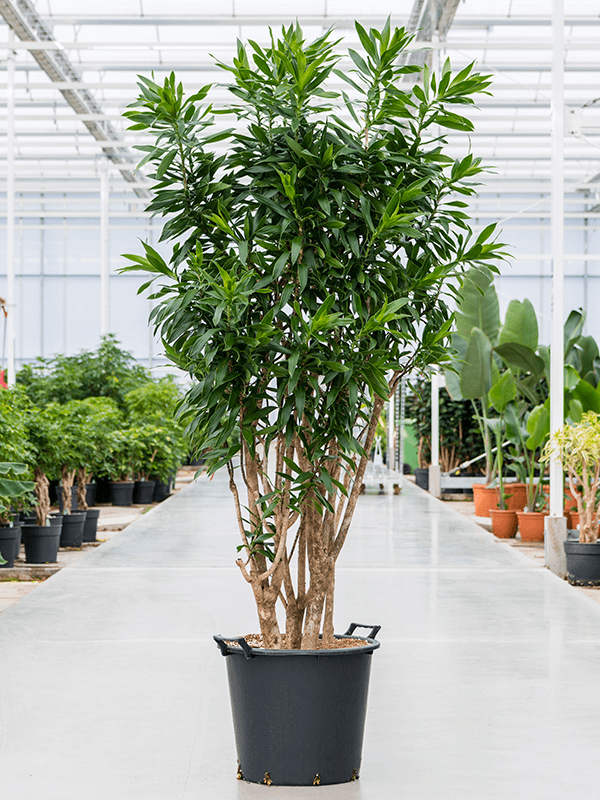 Easy-Care Dragon Tree Pleomele (Dracaena) reflexa Tall Indoor House Plants Trees