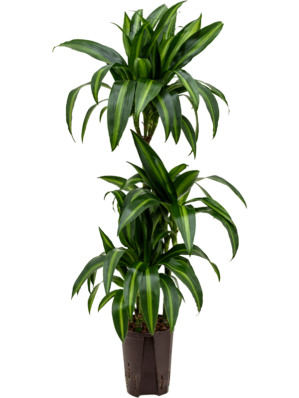 Elegant Corn Plant Dracaena fragrans 'Hawaiian Sunshine' Indoor House Plants