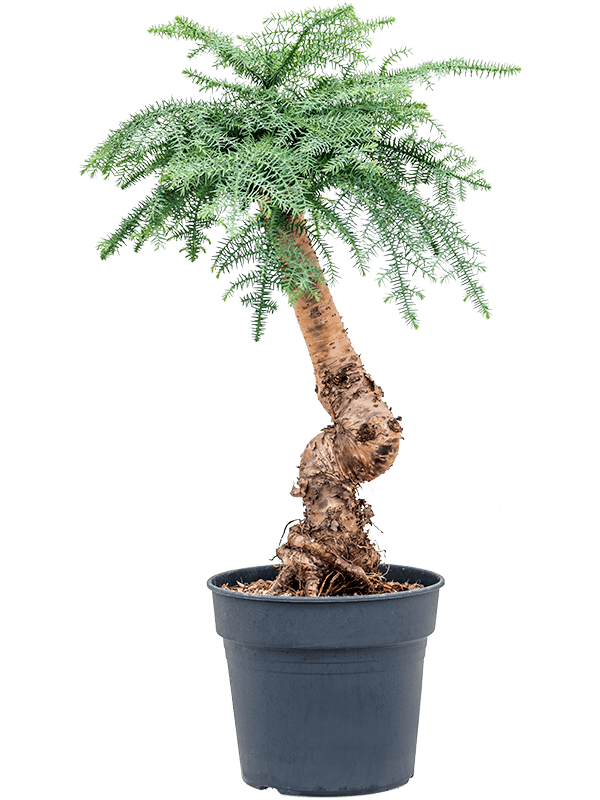 Graceful Norfolk Island Pine Graceful Norfolk Island Pine Araucaria cunninghamii Tall Indoor House Plants Trees