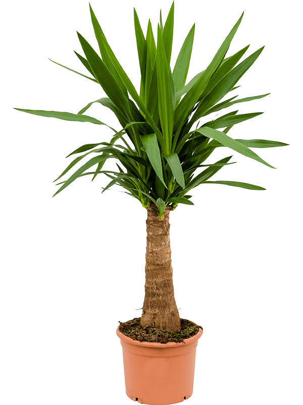 Insta-friendly Spineless Yucca elephantipes Tall Indoor House Plants Trees