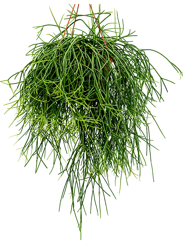 Easy-Care Mistletoe Cactus Rhipsalis pulchra Indoor House Plants