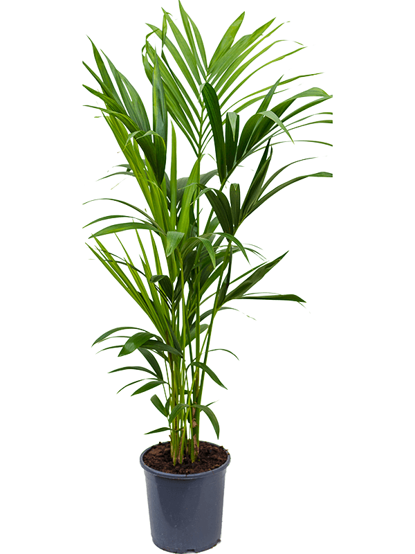Lush Sentry Palm Kentia (Howea) forsteriana Indoor House Plants