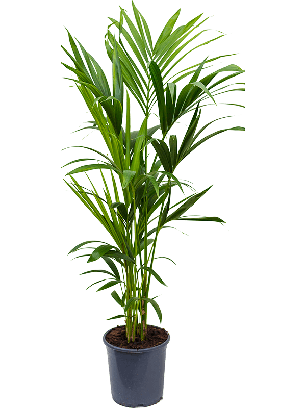 Lush Sentry Palm Kentia (Howea) forsteriana Indoor House Plants