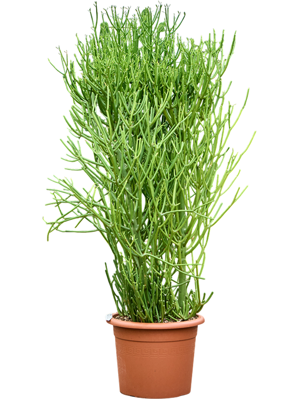 Cheerful African Milk Tree Euphorbia tirucalli Indoor House Plants