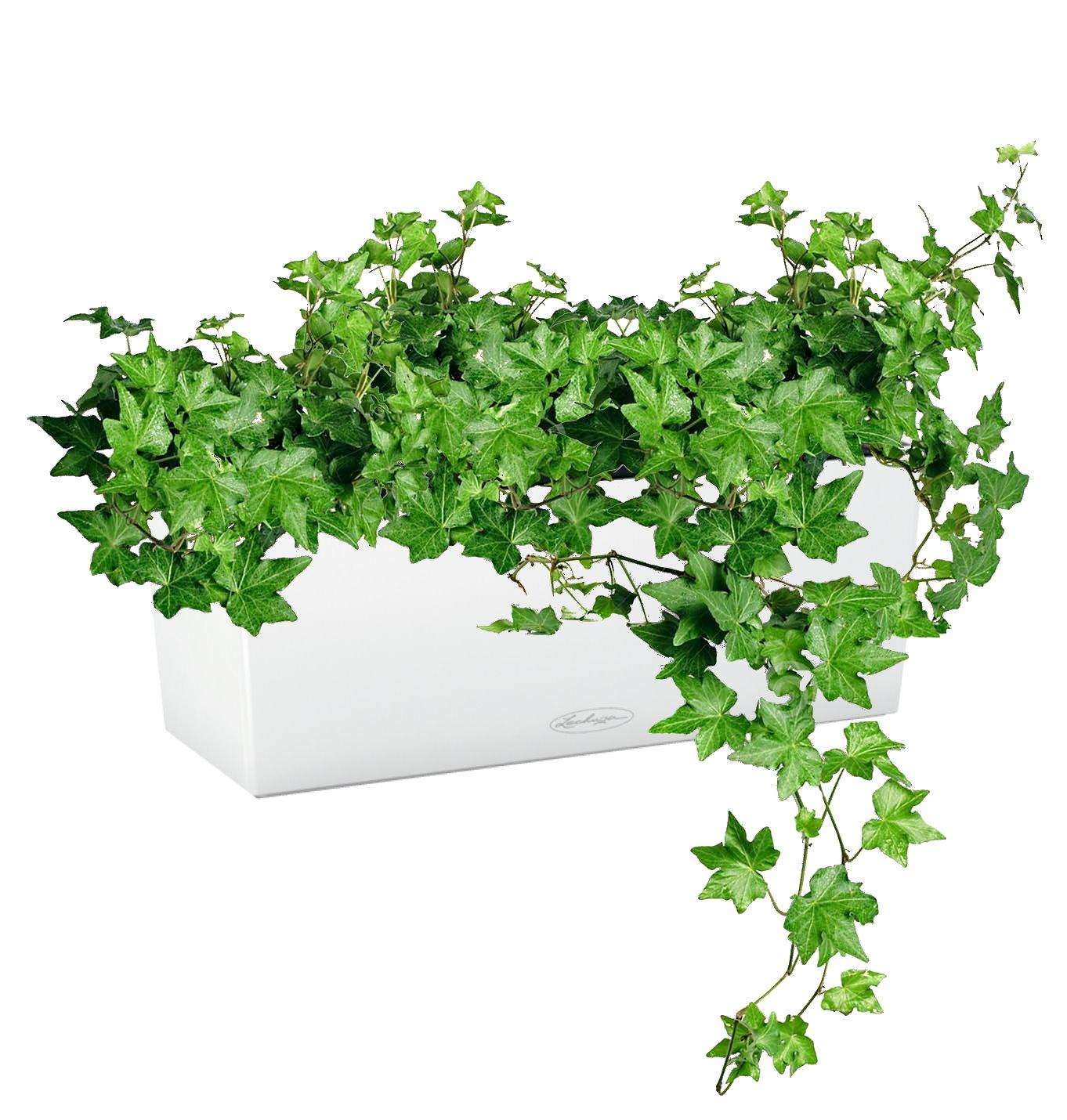 Ivy in LECHUZA BALCONERA Color Self-watering Planter, Total Height 50 cm