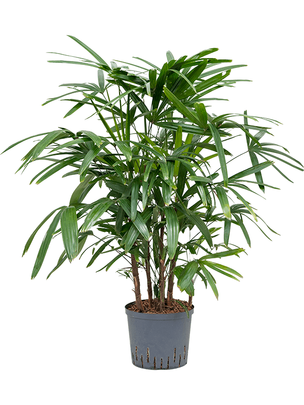 Tropical Lady Palm Rhapis excelsa Indoor House Plants