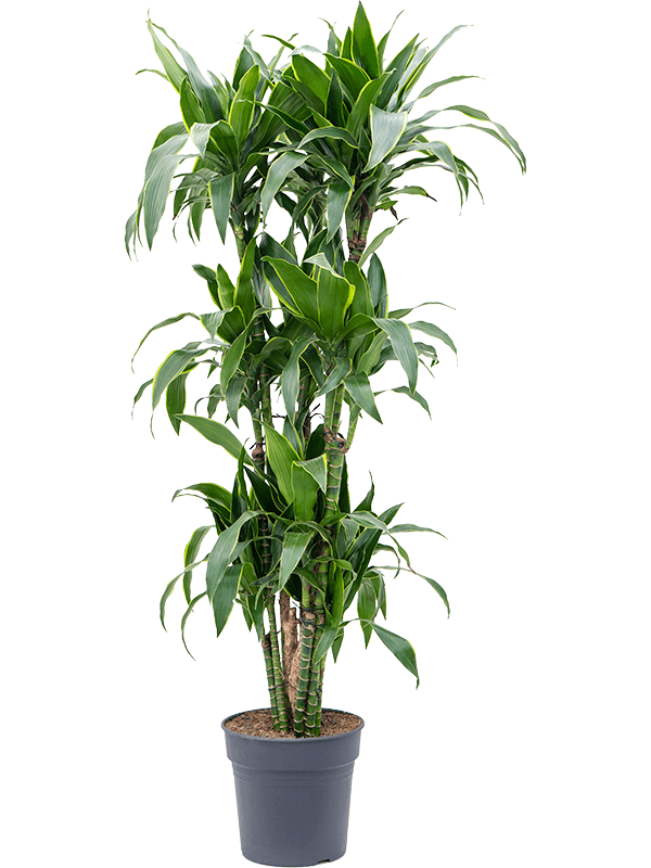 Vibrant Corn Plant Dracaena fragrans 'Arturo' Tall Indoor House Plants Trees