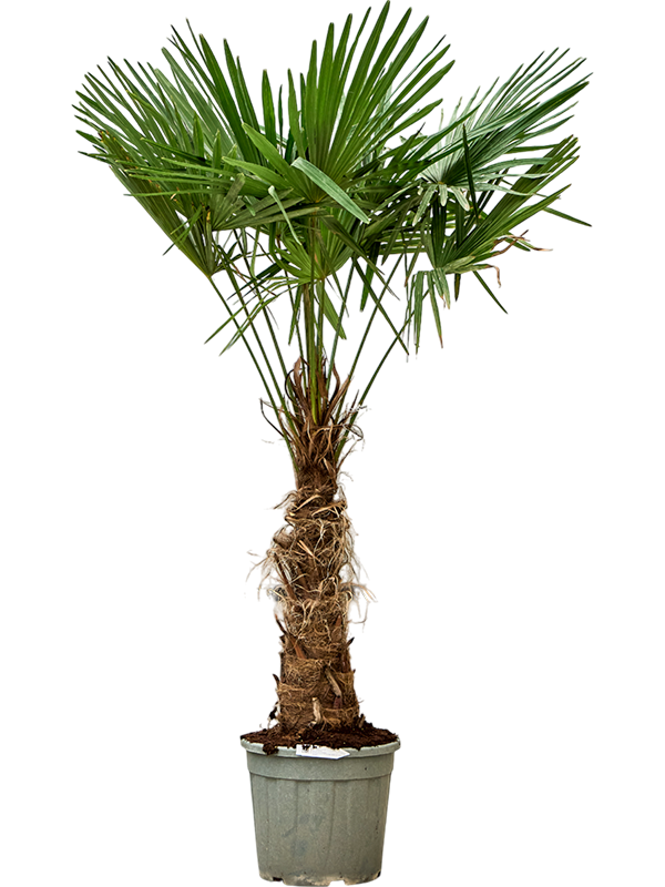 Windmill Palm Tree Trachycarpus fortunei (300-350)