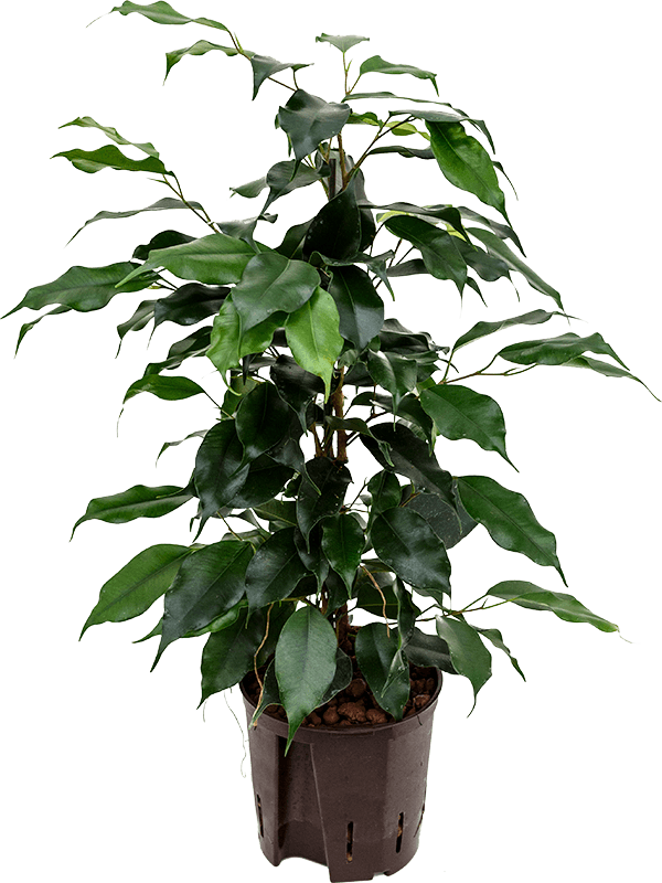 Lush Weeping Fig Ficus benjamina 'Danielle' Indoor House Plants