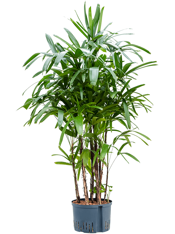 Tropical Lady Palm Rhapis excelsa Indoor House Plants