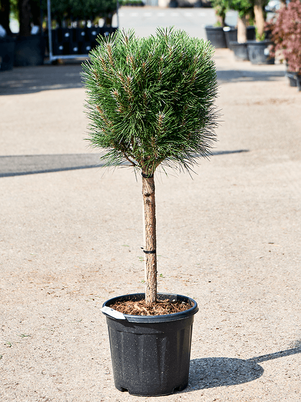Showy Black Pine Pinus nigra 'Summer Breeze' Outdoor Plants