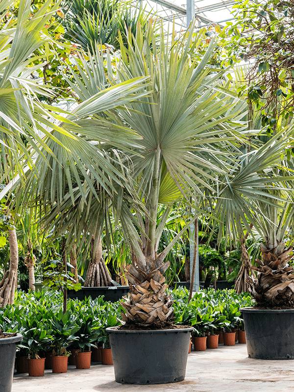 Lush Bismark Palm Bismarckia nobilis Tall Indoor House Plants Trees W260 H(300-375) cm, Potsize D90 cm - from £2,214 | Getpotted.com