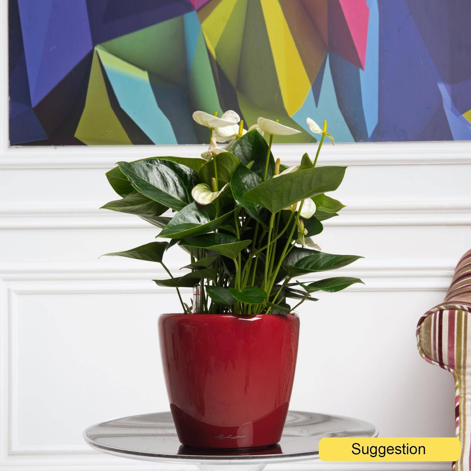 anthurium and red aglaonema Red Aglaonema main image 1